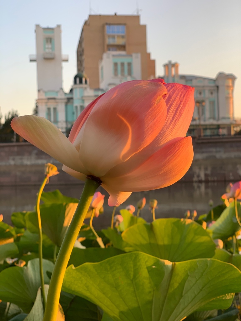 Где посмотреть цветущие Лотосы в Астрахани ? 